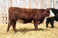 Replacement Heifers For Sale
