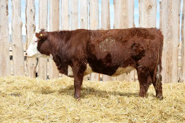 Replacement Heifers For Sale - Photo 2