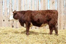 Replacement Heifers For Sale - Photo 2
