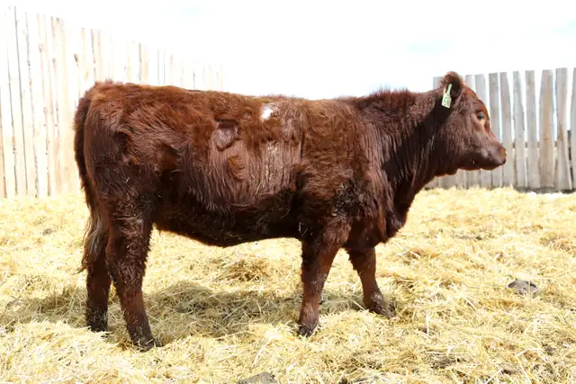 Replacement Heifers For Sale - Photo 3