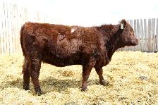Replacement Heifers For Sale - Photo 3