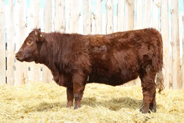 Replacement Heifers For Sale - Photo 4