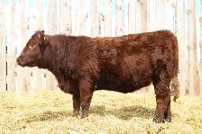 Replacement Heifers For Sale - Photo 4