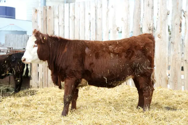 Replacement Heifers For Sale - Photo 5