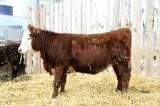 Replacement Heifers For Sale - Photo 5