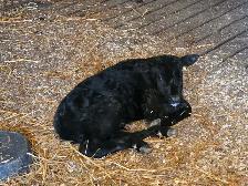 bull calf
