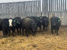 BRED HEIFERS