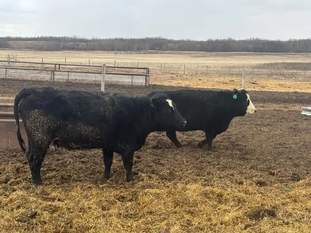 BRED HEIFERS - Photo 2