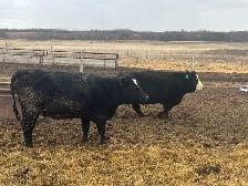 BRED HEIFERS - Photo 2