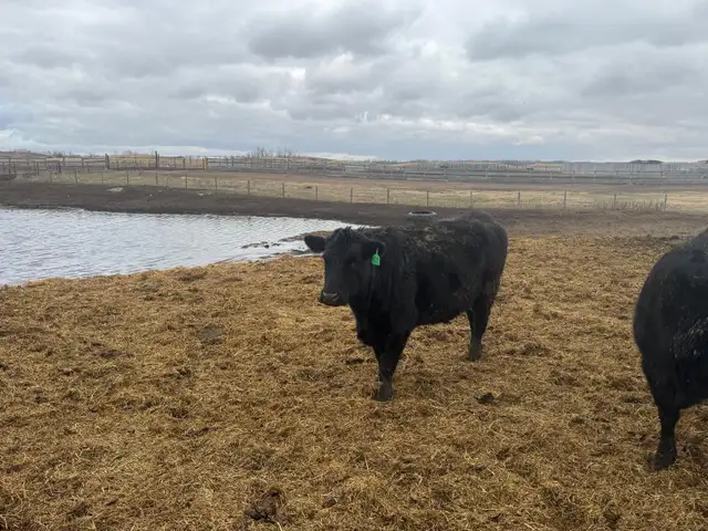 BRED HEIFERS - Photo 3