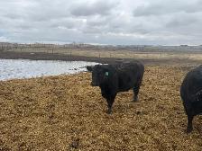 BRED HEIFERS - Photo 3