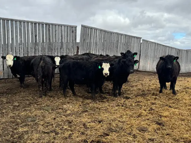 BRED HEIFERS - Photo 4