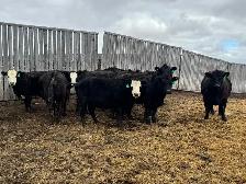 BRED HEIFERS - Photo 4