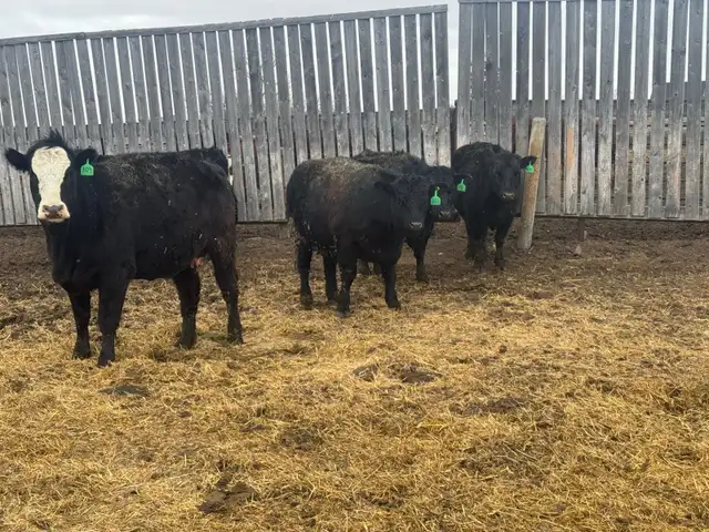 BRED HEIFERS - Photo 5