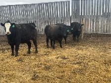 BRED HEIFERS - Photo 5