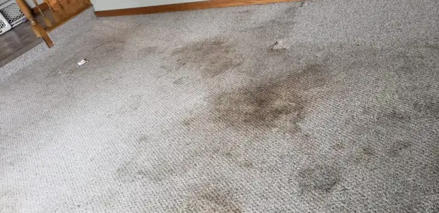 Professional Carpet Cleaning | Deep Steam & Sanitize | Book Toda - Photo 2