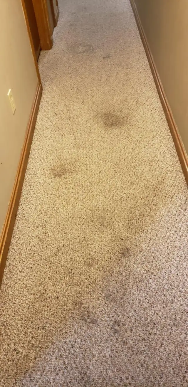 Professional Carpet Cleaning | Deep Steam & Sanitize | Book Toda - Photo 4