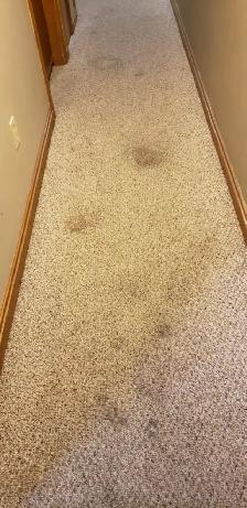 Professional Carpet Cleaning | Deep Steam & Sanitize | Book Toda - Photo 4