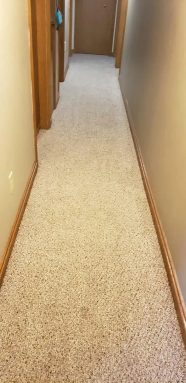 Professional Carpet Cleaning | Deep Steam & Sanitize | Book Toda - Photo 5