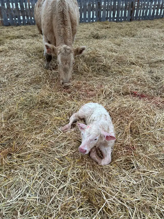 Bottle Calf For Sale