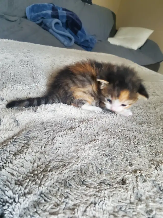 Calico kitten