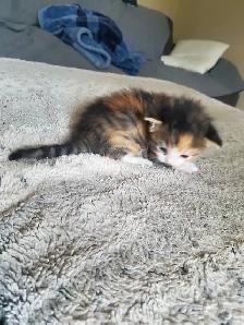 Calico kitten