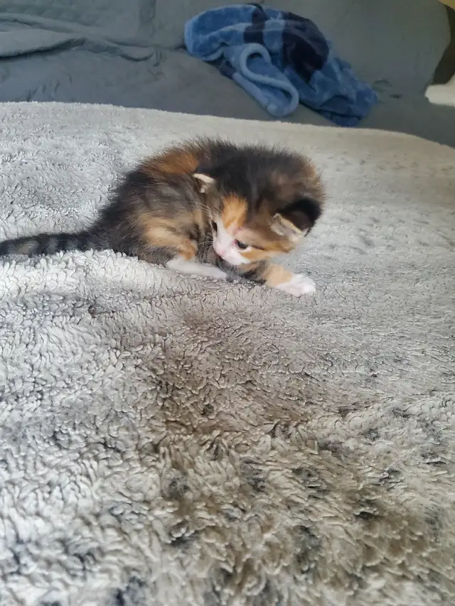 Calico kitten - Photo 2