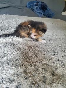 Calico kitten - Photo 2