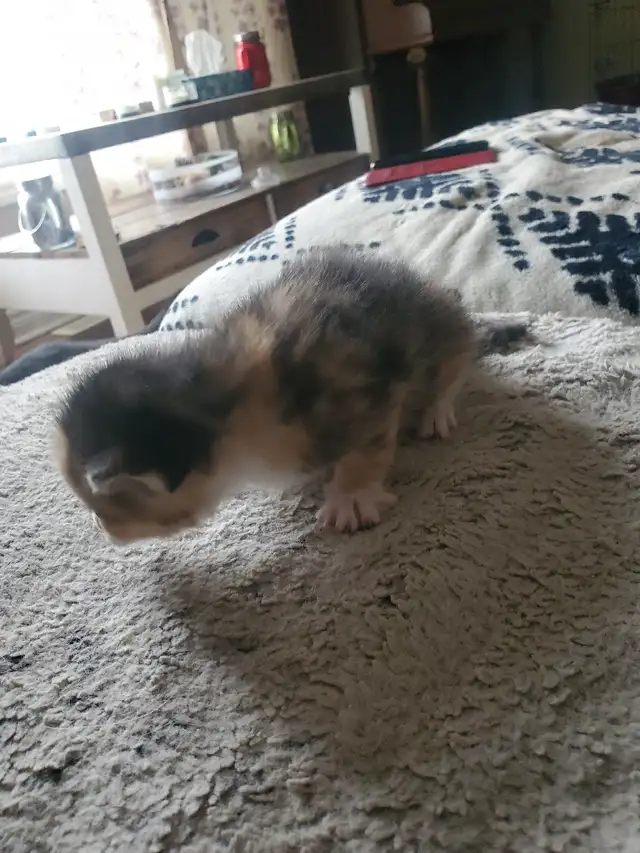 Calico kitten - Photo 3