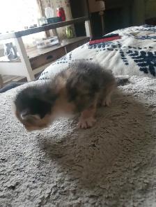 Calico kitten - Photo 3