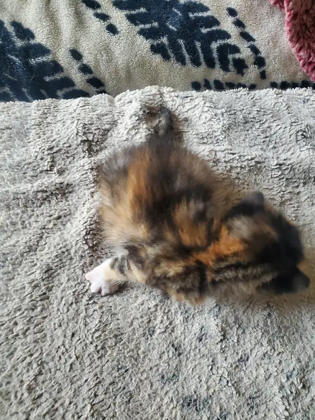 Calico kitten - Photo 4