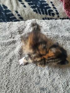 Calico kitten - Photo 4