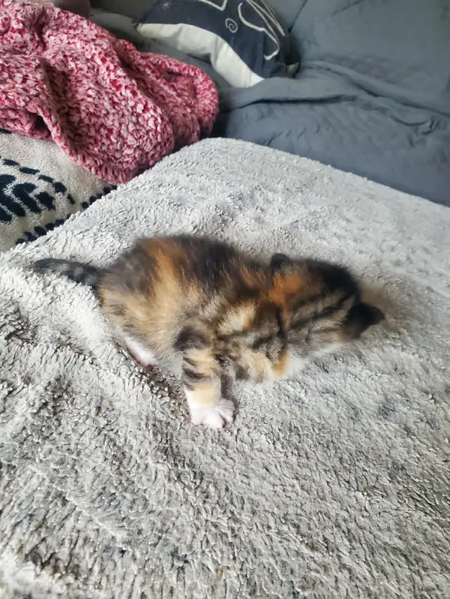 Calico kitten - Photo 5