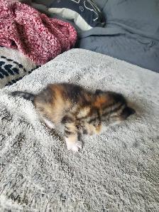 Calico kitten - Photo 5