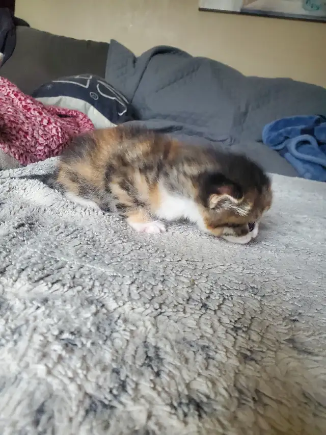 Calico kitten - Photo 6