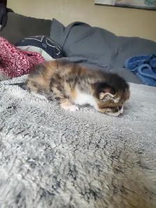 Calico kitten - Photo 6