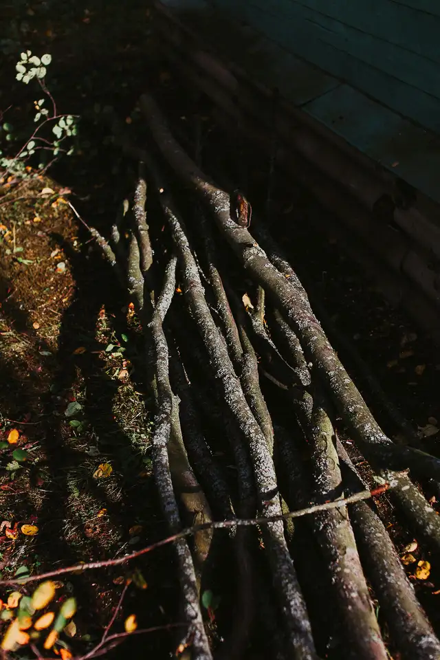 Help Us Grow the Memorial Healing Forest - Photo 2