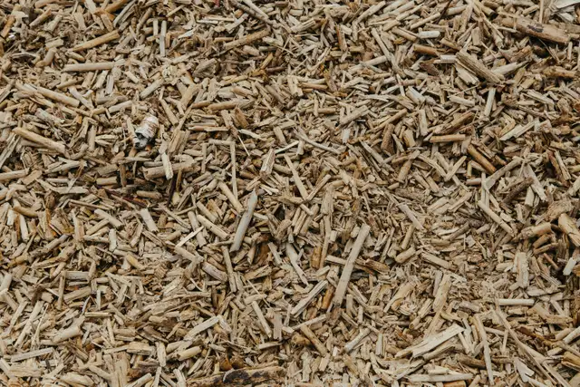 Help Us Grow the Memorial Healing Forest - Photo 4