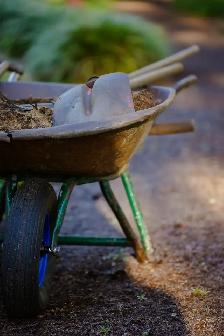Help Us Grow the Memorial Healing Forest - Photo 6
