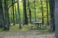 Help Us Grow the Memorial Healing Forest - Photo 7