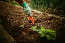 Help Us Grow the Memorial Healing Forest - Photo 8