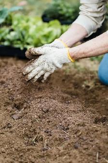 Help Us Grow the Memorial Healing Forest - Photo 9