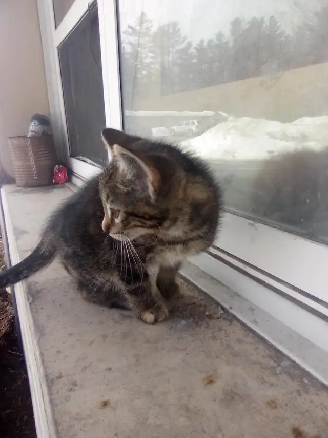 Tabby Kitten - Photo 2