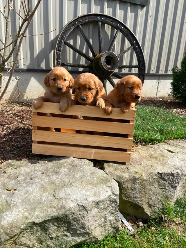 Red Retriever Puppies