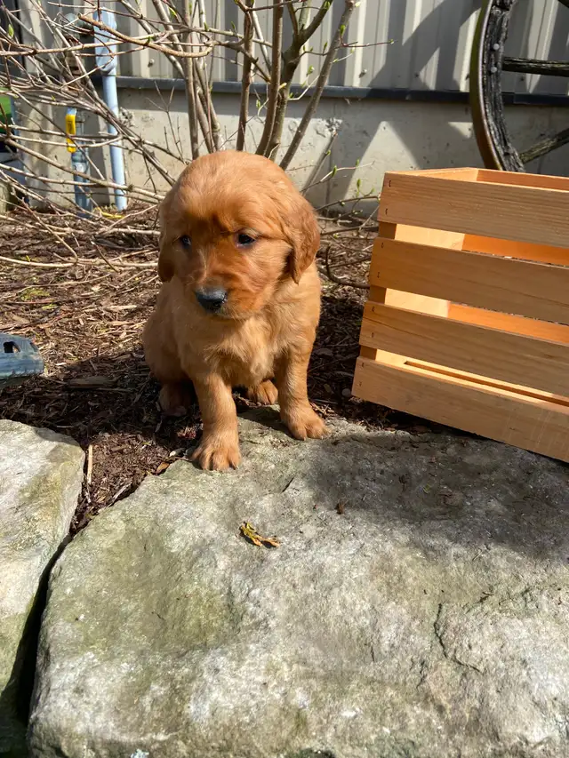 Red Retriever Puppies - Photo 2