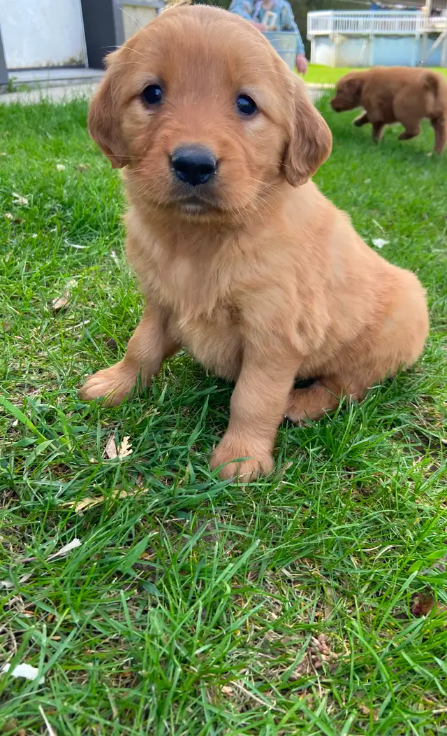 Red Retriever Puppies - Photo 3