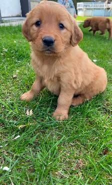 Red Retriever Puppies - Photo 3
