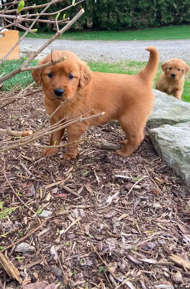 Red Retriever Puppies - Photo 4