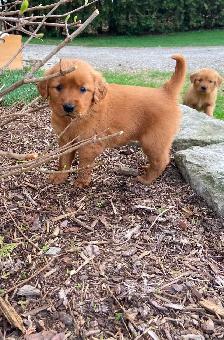 Red Retriever Puppies - Photo 4