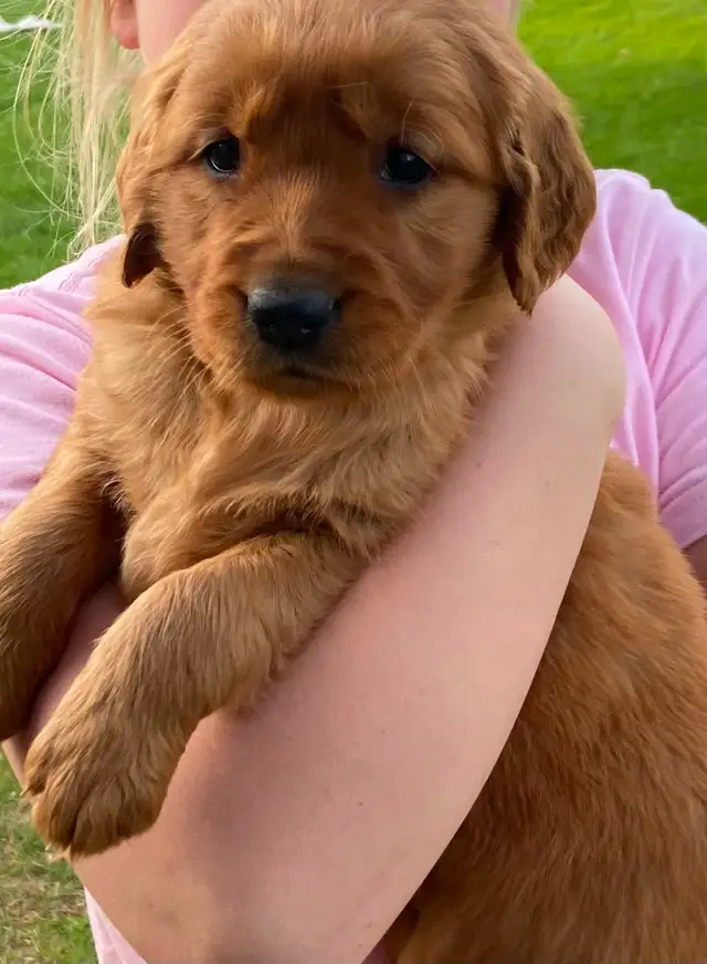 Red Retriever Puppies - Photo 5